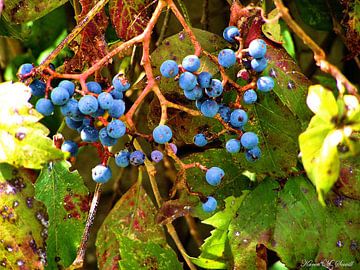 Fall Berries by erikaktus gurun