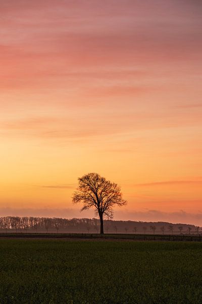 Een prachtige foto van een eenzame boom in een uitgestrekt weiland bij zonsopkomst. van Bram Lubbers