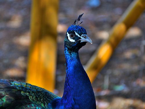 Trotse pauw in struisvogelfarm Curaçao
