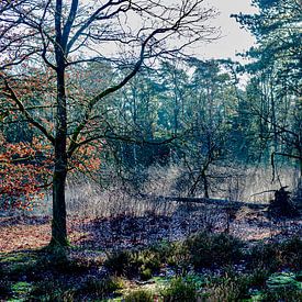 la lumière dans la forêt sur george vogelaar