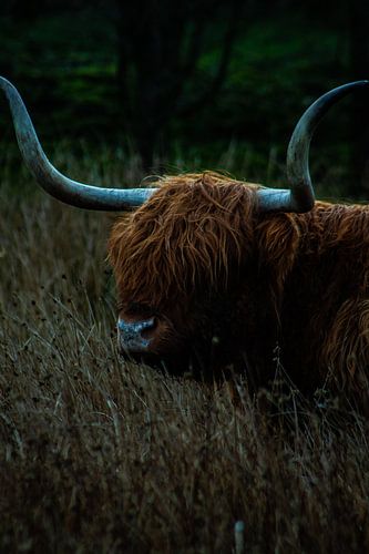 Schotse hooglander van North Scape