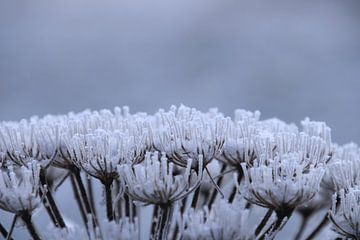 Hogweed in winter 1 by Jaap Tanis