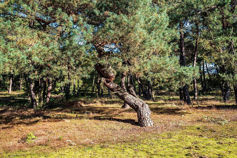 Dennenlandschap in Schwanheim van Thomas Riess