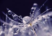 Sparkling Blue (Dandelion Fluff with drops in blue)