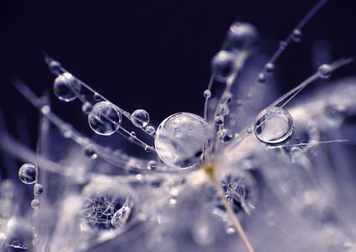 Sparkling Blue (peluche de pissenlit avec des gouttes dans le bleu)