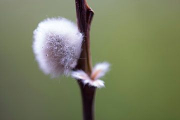 Fluffy newborn by Julien Willems Ettori