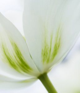 Schoonheid