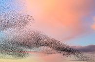 Spreeuwenwolk tijdens zonsondergang aan het eind van de dag van Sjoerd van der Wal Fotografie thumbnail