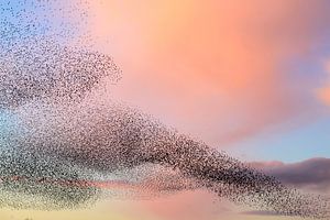 Spreeuwenwolk tijdens zonsondergang aan het eind van de dag van Sjoerd van der Wal Fotografie