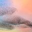 Starlings