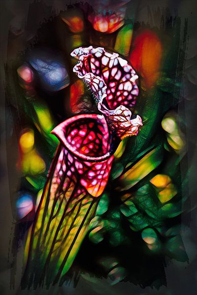 Carnivorous plant by Rob Boon
