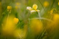 The aberrant buttercup by Marloes van Pareren thumbnail