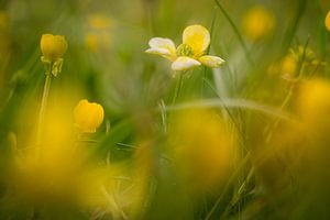The aberrant buttercup by Marloes van Pareren