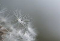 minimalistic dandelion fluff