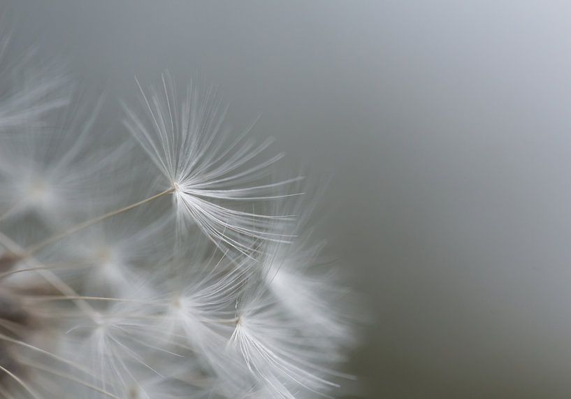 minimalistic dandelion fluff by Emajeur Fotografie