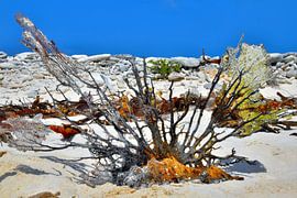 Klein Curacao by Dubbel Dushi