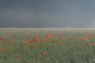 Coquelicots par un matin brumeux par Hanneke Luit Aperçu