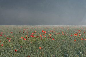 Mohnblumen an einem nebligen Morgen