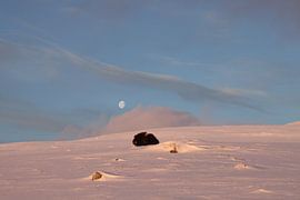 musk ox in the first light of morning and moon  in Dovrefjell-Sunndalsfjella National Park Norway
