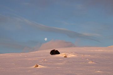 musk ox dans les premières lueurs du matin et de la lune dans le parc national de Dovrefjell-Sunndal