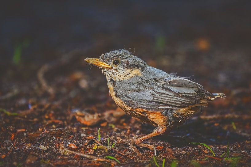 Nuthatch by Joost van Doorn