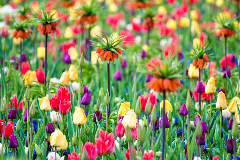 Lente bloemen van Jelmer Jeuring