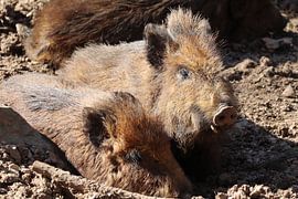 Wild Boar Juvenile, Animal Portrait by Imladris Images