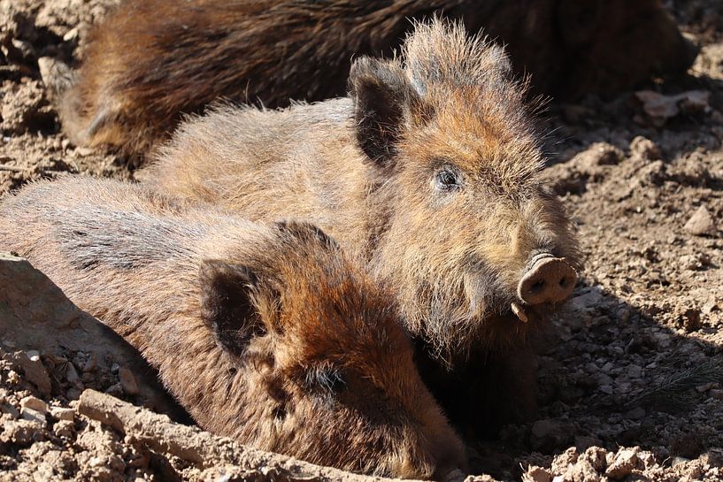 Sanglier juvénile, portrait d'animal par Imladris Images