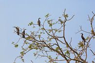 Vogels in een boom in de Okavango-delta van Botswana van Tjeerd Kruse thumbnail