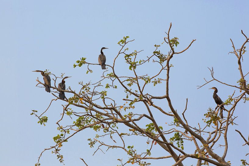 Vogels in een boom in de Okavango-delta van Botswana van Tjeerd Kruse