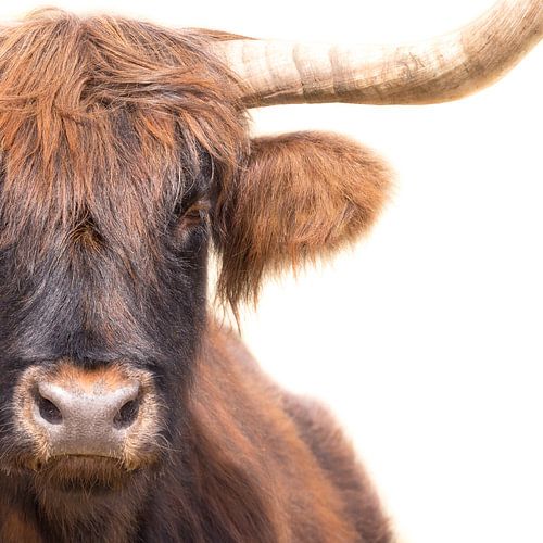 Highlander écossais sur Karel Ton