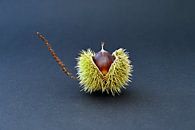 Chestnut by artpictures.de thumbnail