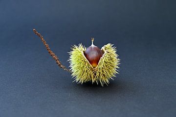 Chestnut