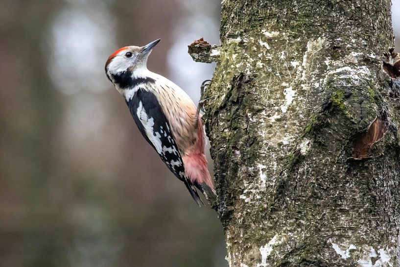 Middle Pied Woodpecker by Merijn Loch