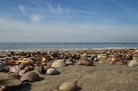 Shells on the beach - Brouwersdam