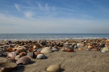 Shells on the beach - Brouwersdam by Ingrid Bergmann  Fotografie