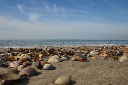 Muscheln am Strand - Brouwersdam