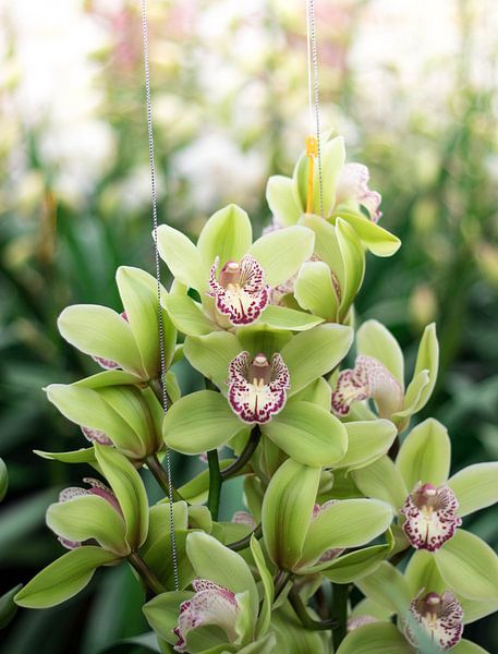 orchid by Laura Vollering