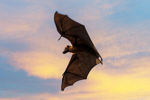 Flughund beim fliegen