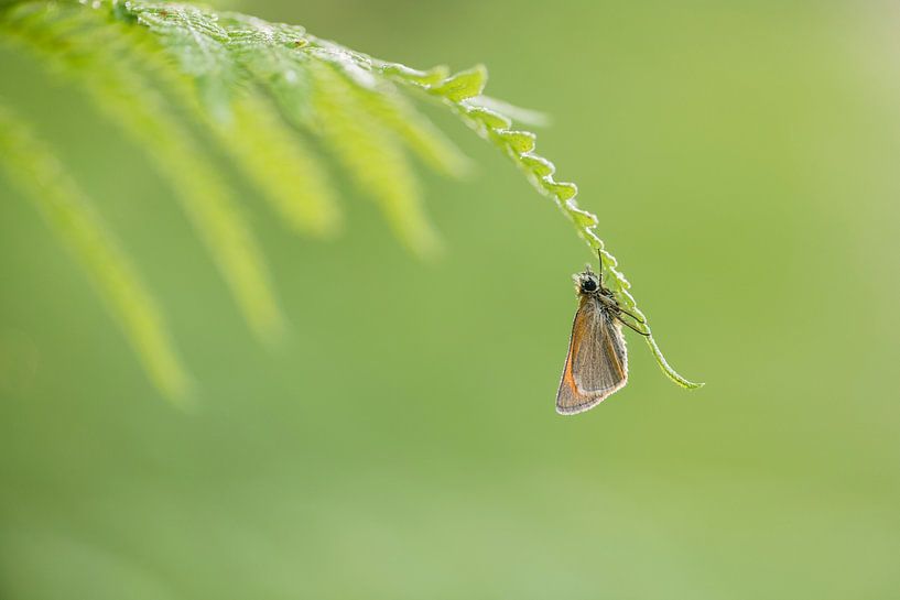 hanging to dry van Lia Hulsbeek Brinkman