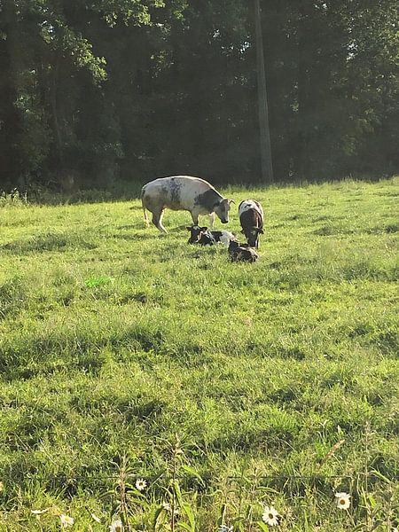 Koetjes van tania mol
