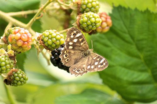 Bont Zandoogje op een braam