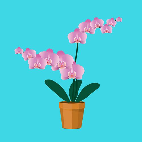A pink orchid in a terracotta pot