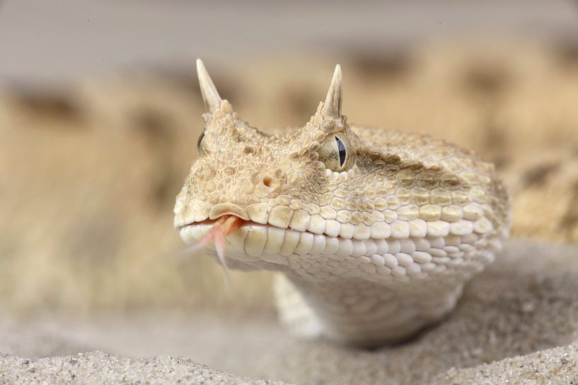 Saharan Horned Viper (Cerastes cerastes) by Ronald Pol