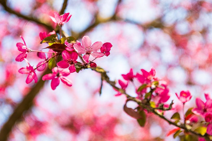 When spring comes by Marian Roest