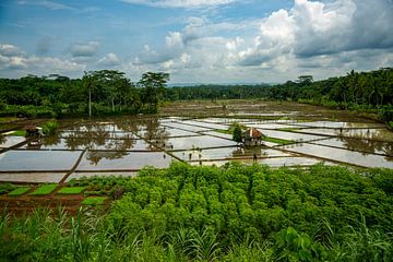 Prachtig uitzicht over de rijstvelden op Java van Humphry Jacobs