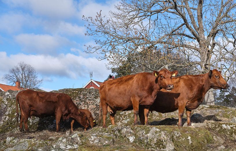 halfrond Hinder Uitstralen zweeds ras rode koeien van Geertjan Plooijer op canvas, behang en meer