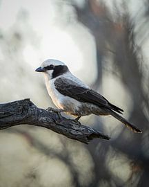 White-crowned Shrike by Tom Zwerver