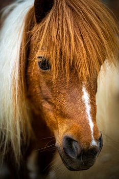 Shetlandpony