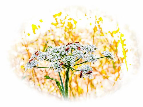 Sommerliche Feldblume in malerischem Licht